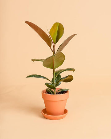 Ficus elastica 'Robusta'