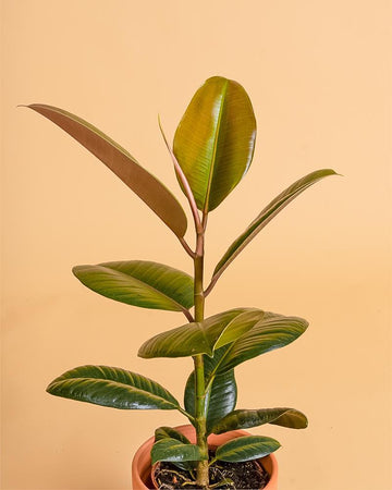 Ficus elastica 'Robusta'