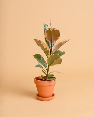 Ficus elastica 'Tineke'