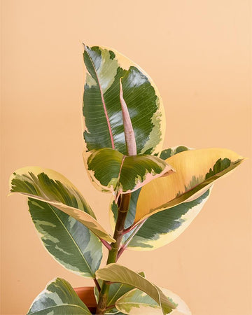 Ficus elastica 'Tineke'