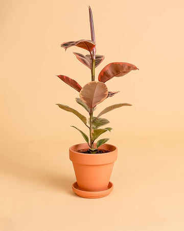 Ficus elastica 'Ruby'