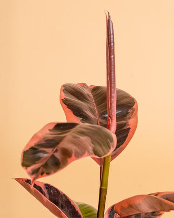 Ficus elastica 'Ruby'