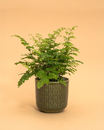Adiantum raddianum ‘Fragrans’