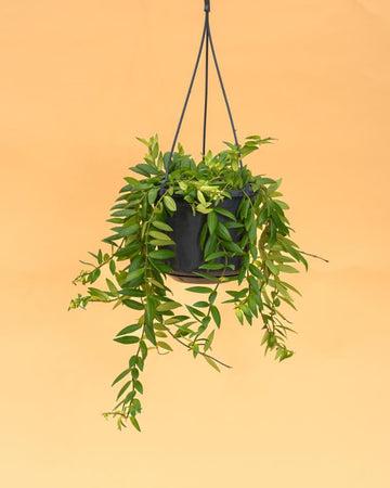 Aeschynanthus ‘Japhrolepsis’