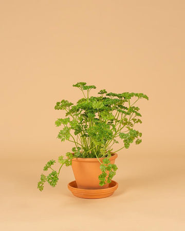 Salsa frisada (Petroselium crispum var. crispum)