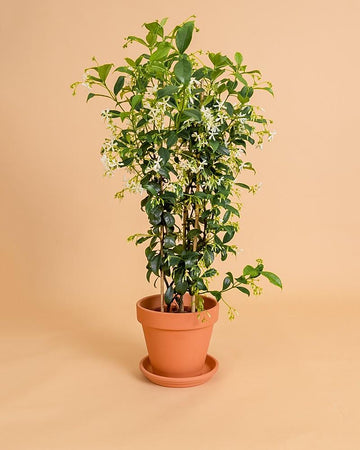 Trachelospermum jasminoides
