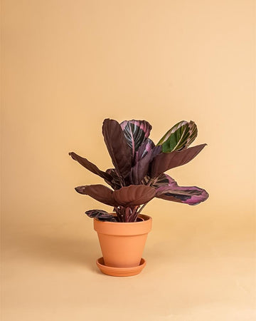 Calathea roseopicta 'Dottie'