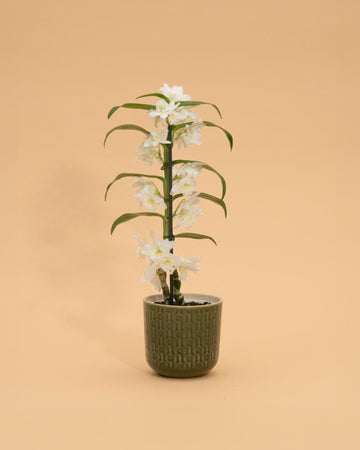 Dendrobium Nobile