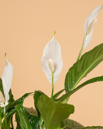 Spathiphyllum 'bellini'