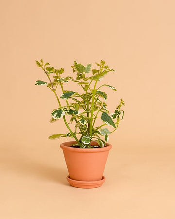 Incenso (Plectranthus coleoides)