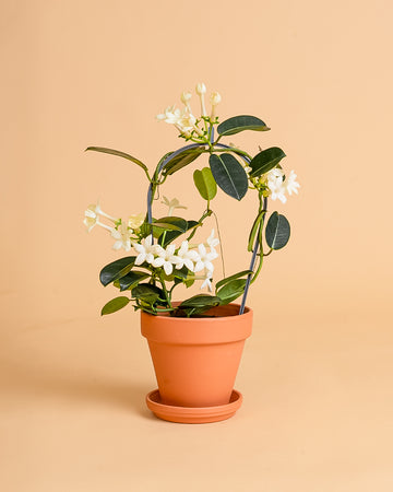 Stephanotis floribunda