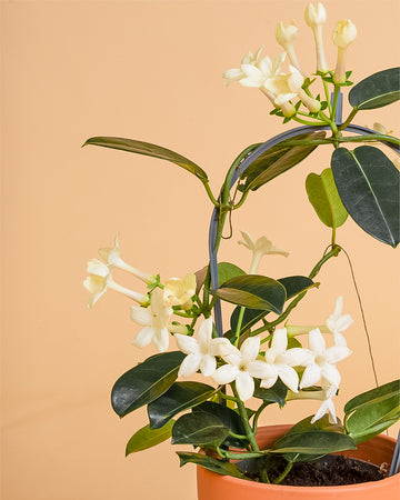 Stephanotis floribunda