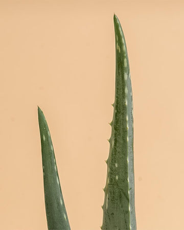 Aloe vera