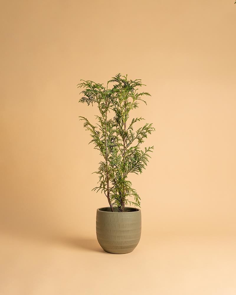 Thuja plicata 'Atrovirens'