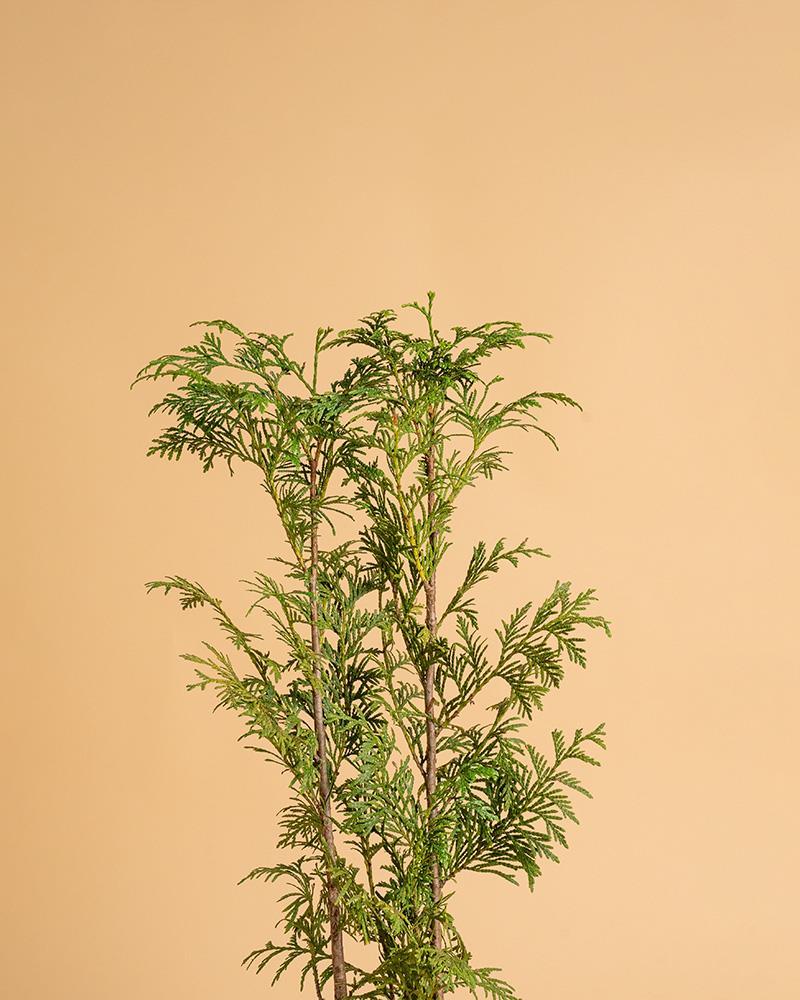 Thuja plicata 'Atrovirens'