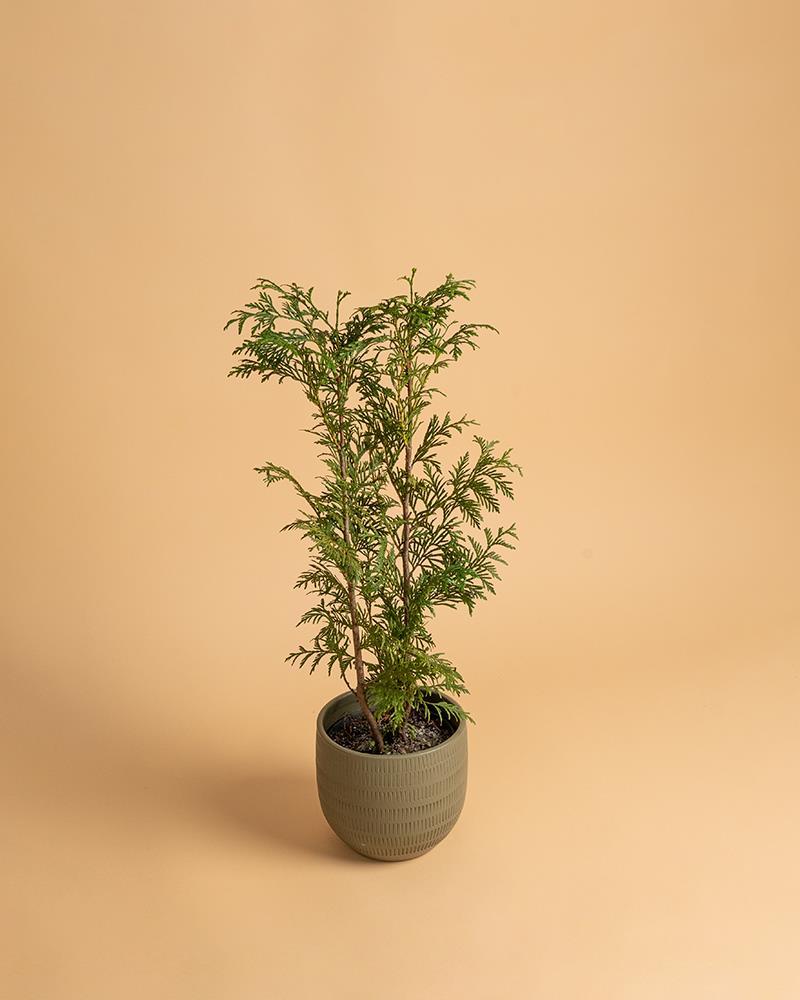 Thuja plicata 'Atrovirens'