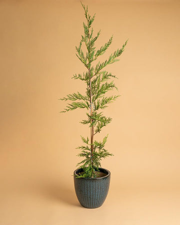 Cupressus x leylandii