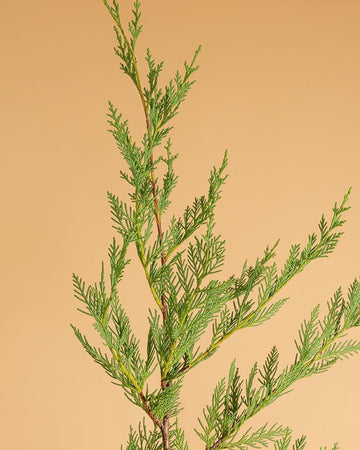 Cupressus x leylandii