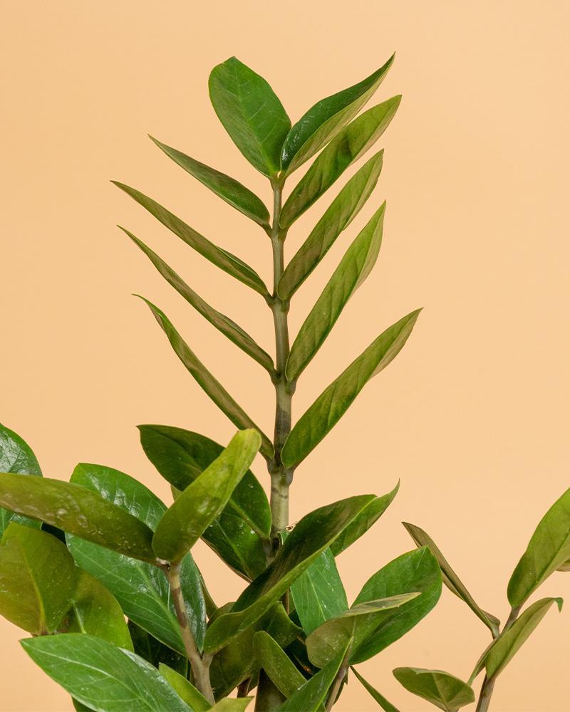 Zamioculca zamiifolia