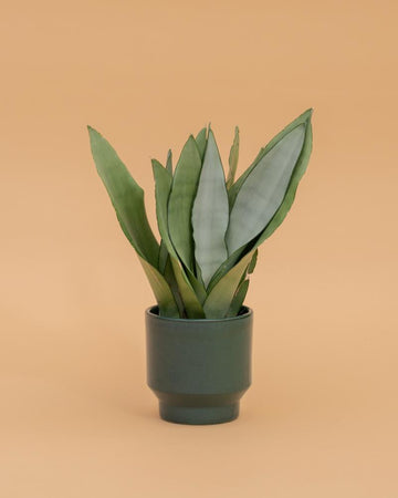 Sansevieria trifasciata ‘Moonshine’