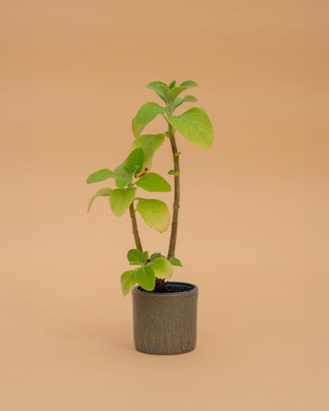 Boldo (CHÁ - plectranthus)