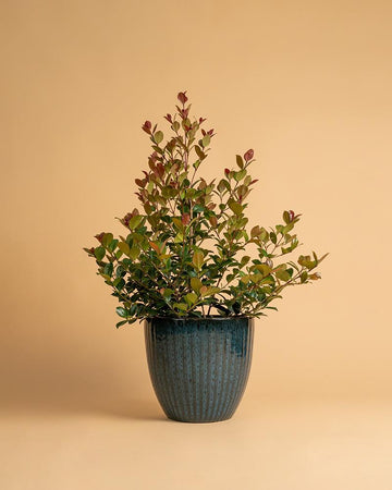 Syzygium australe