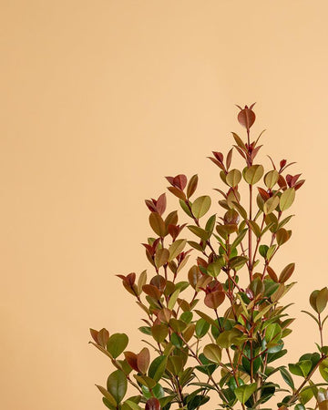 Syzygium australe