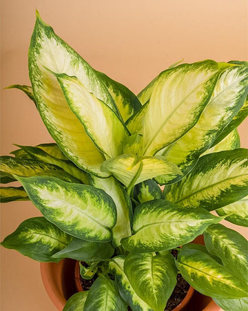 Dieffenbachia 'Camilla'