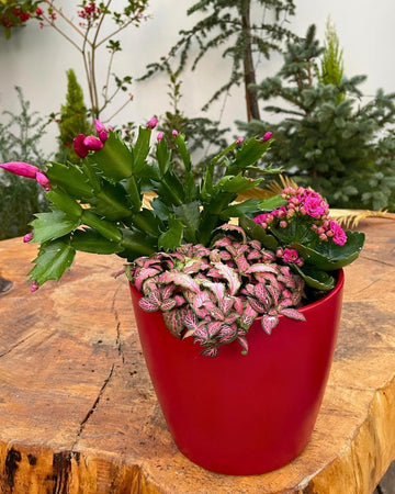 Arranjo plantas nº 1