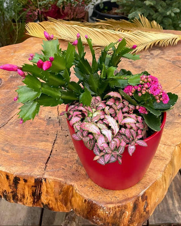 Arranjo plantas nº 1
