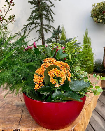 Arranjo plantas nº 3