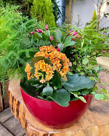 Arranjo plantas nº 3