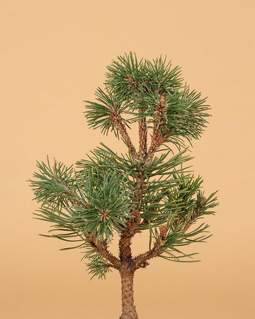 Bonsai Pinus