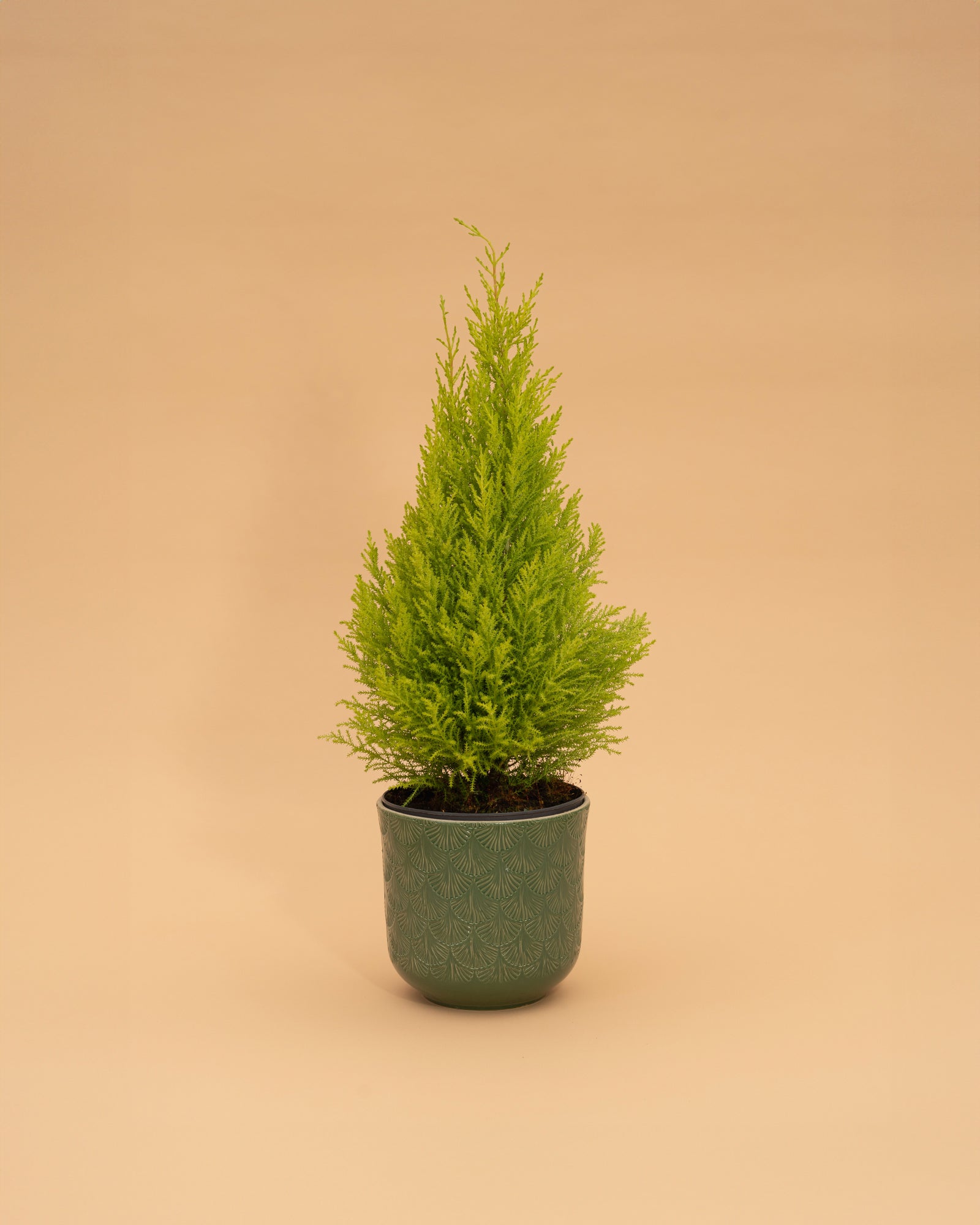 Cupressus macr. Goldcrest Wilma