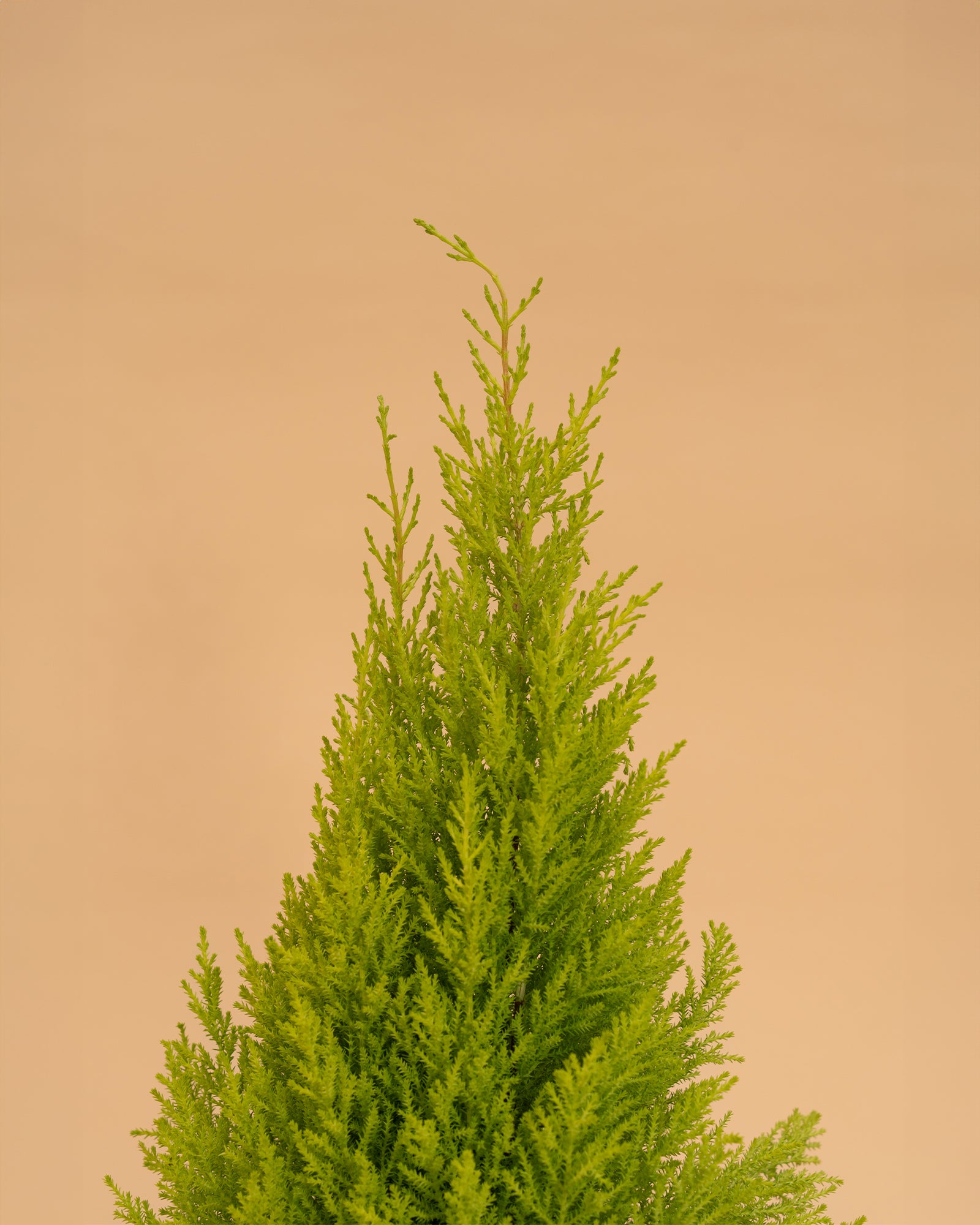 Cupressus macr. Goldcrest Wilma
