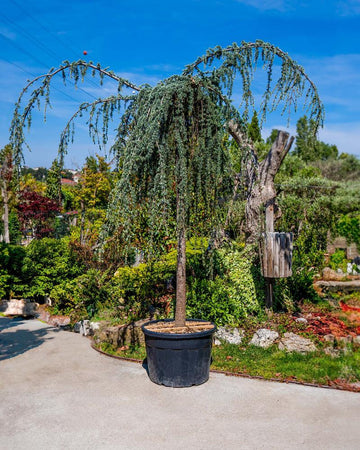 Cedrus atlantica 'Glauca Pendula'