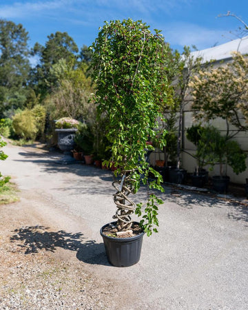 Morus platanifolia (Bonsai espiral)