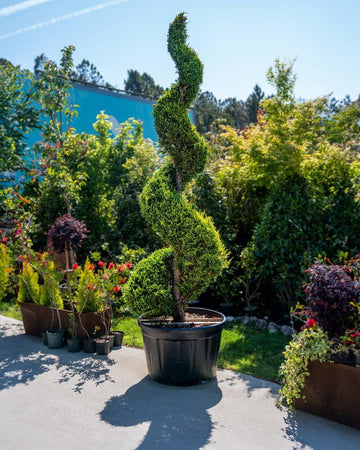 Cupressus x leylandii 'Castlewelland Gold' (Bonsai espiral)