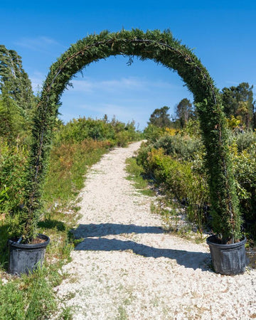 Cupressus x leylandii (Arco)