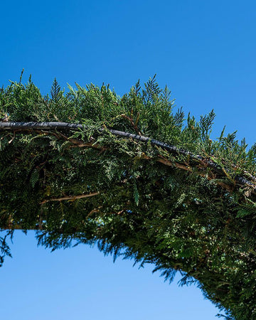 Cupressus x leylandii (Arco)