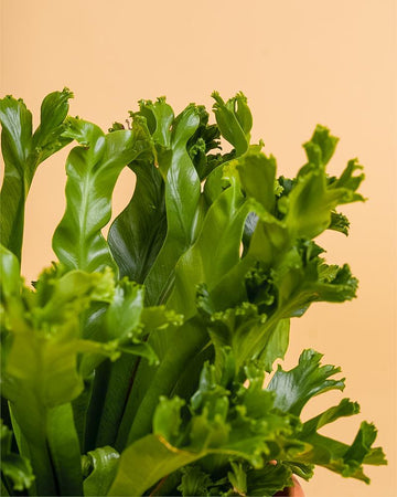 Asplenium antiquum 'Leslie'