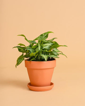 Syngonium 'Arrow'