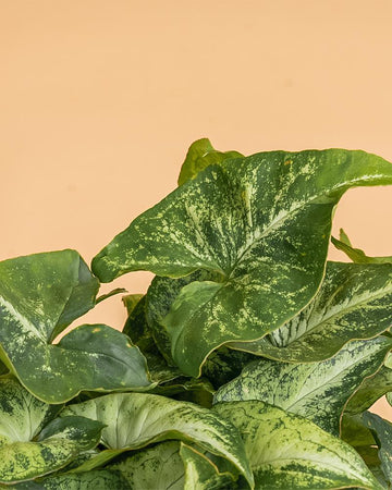 Syngonium 'Arrow'