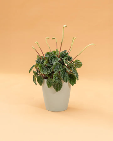 Peperomia caperata ‘Rosso’