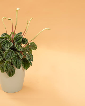 Peperomia caperata ‘Rosso’