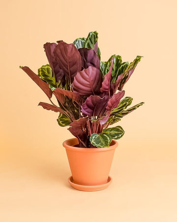 Calathea roseopicta 'Medallion'