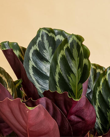 Calathea roseopicta 'Medallion'