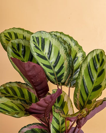 Calathea roseopicta 'Angela'