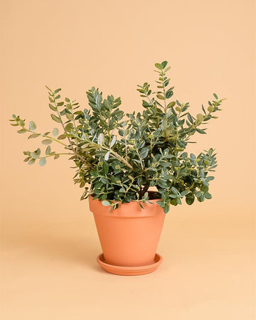 Metrosideros excelsa