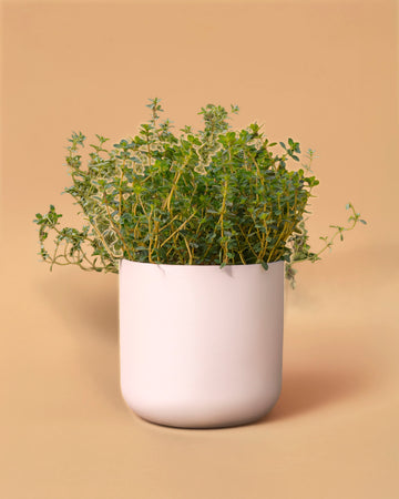 Thymus x citriodorus 'Lemon'